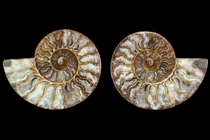 Cut & Polished Ammonite Fossil - Agatized #88213